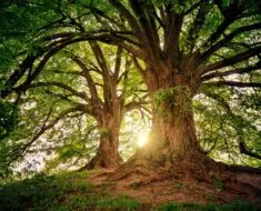 What are the Services available by Tree Masters NC?